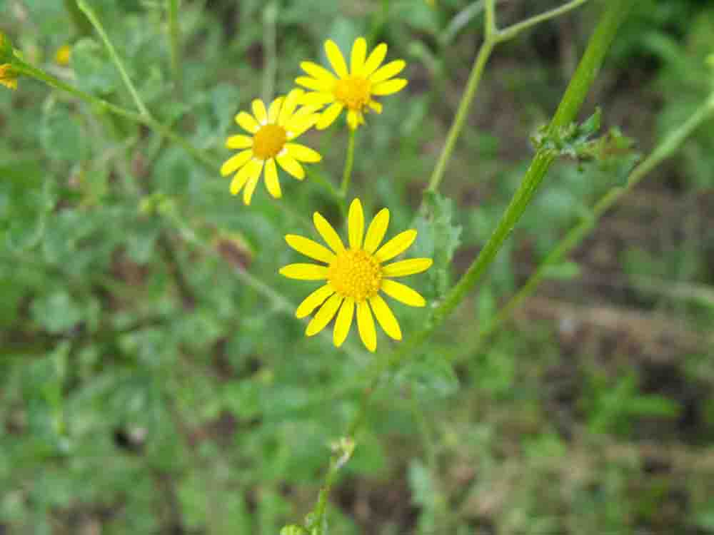 Asteracea ignota.- Senecio erraticus?